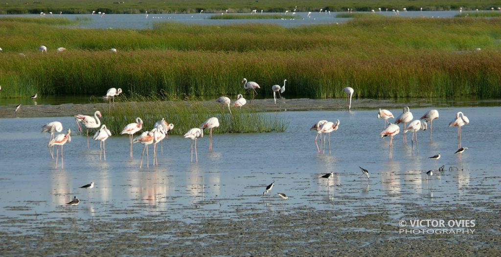 Marismas de Doñana